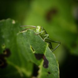 Close-up of insect on leaf