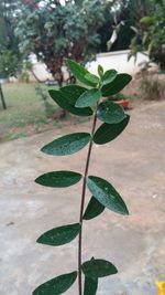 Close-up of fresh green leaves