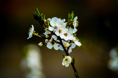 Close-up of white cherry blossom plant