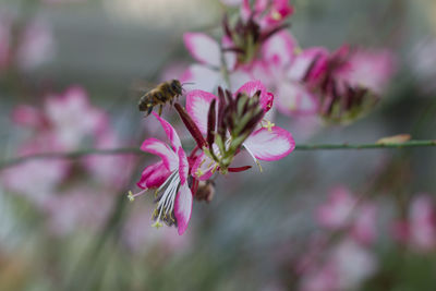 Close-up of bee pollinating on pink flower