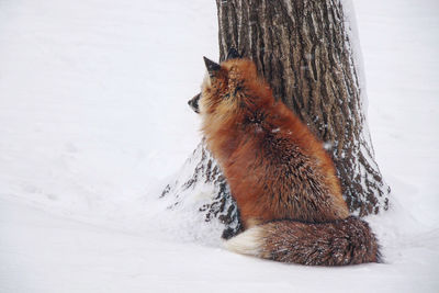 Squirrel on tree trunk during winter