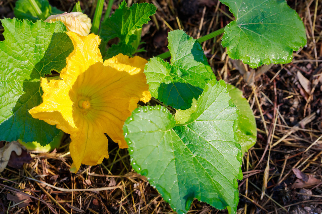 plant, leaf, plant part, flower, nature, growth, beauty in nature, freshness, flowering plant, green, yellow, close-up, fragility, land, no people, produce, high angle view, field, day, outdoors, inflorescence, flower head, petal, wildflower, sunlight, botany