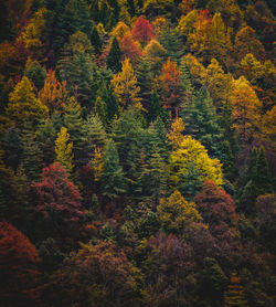 High angle view of trees in forest during autumn