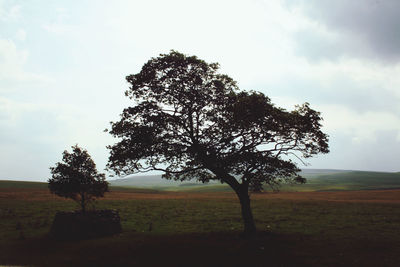 Tree on field against sky