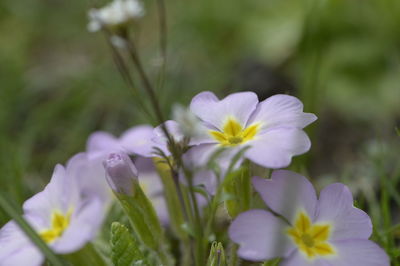 Close-up of purple flowering plant