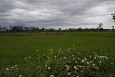 Scenic view of field against sky