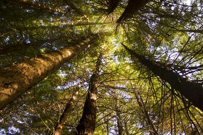 Low angle view of trees in forest
