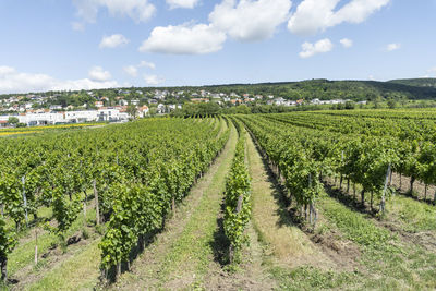 Scenic view of vineyard against sky