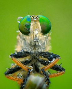 Close-up of insect on leaf