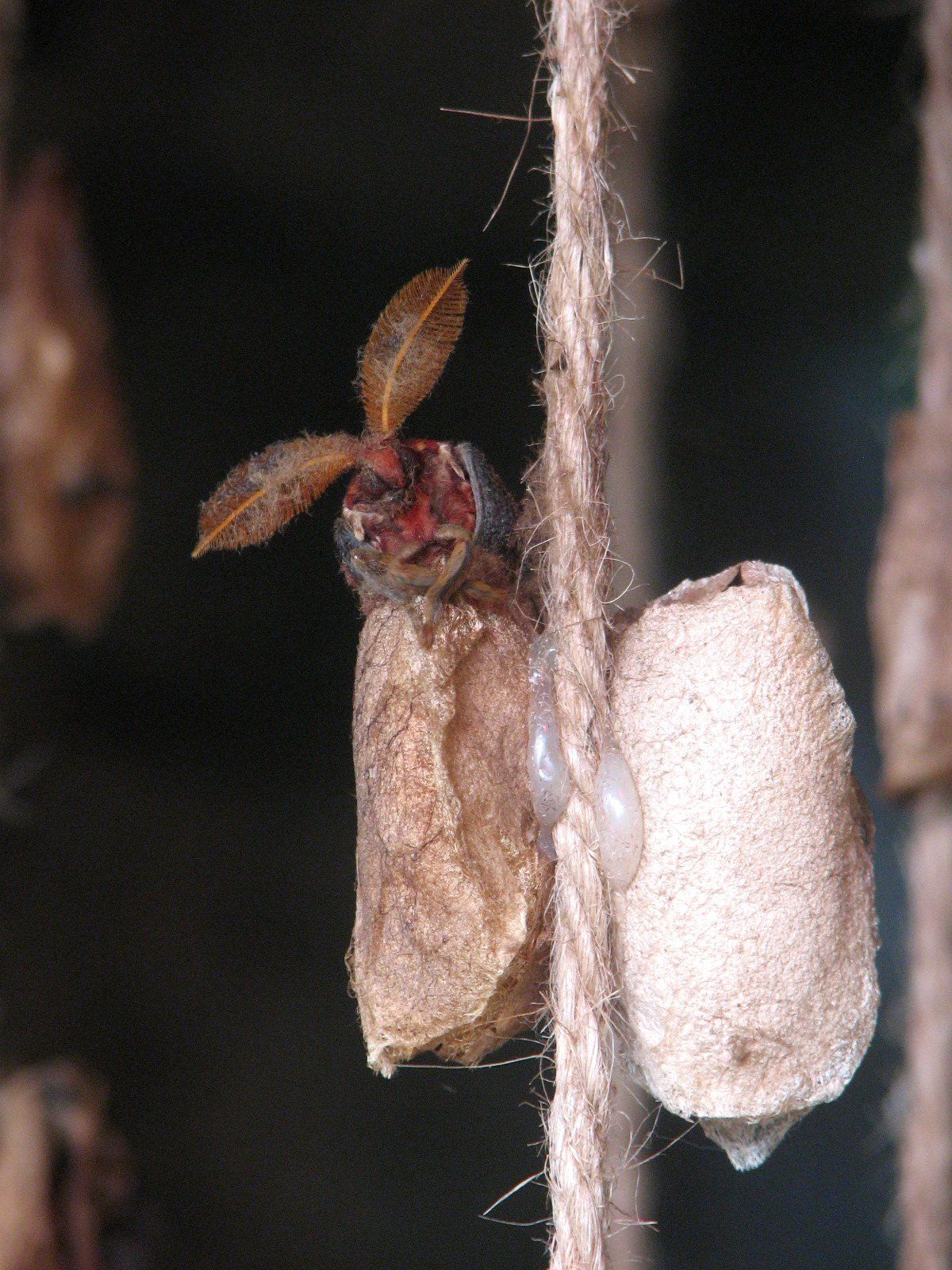 Moth being born