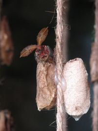 Close-up of spider web on plant