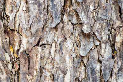 Full frame shot of tree trunk