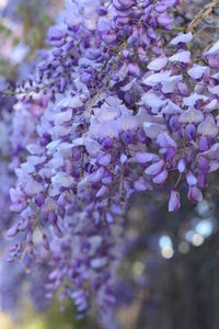 Close-up of purple flowers