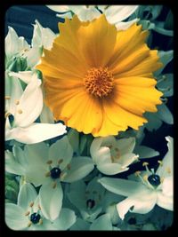 Close-up of yellow flower