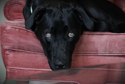 Close-up of black dog