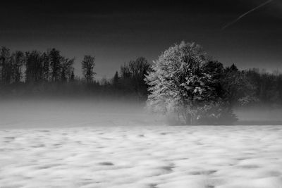 Trees on snow covered land against sky