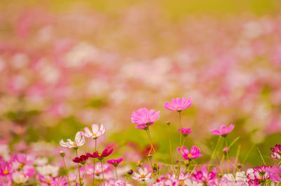 Close-up of pink flowering plants