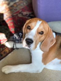 High angle view of dog looking away