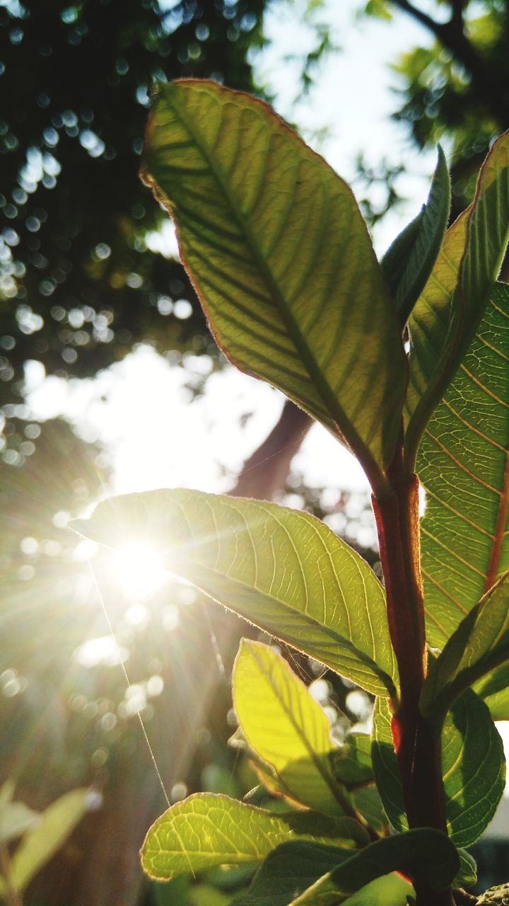 LOW ANGLE VIEW OF SUNLIGHT STREAMING THROUGH TREE LEAVES