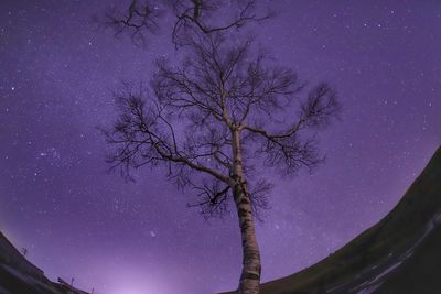 Low angle view of trees against sky at night