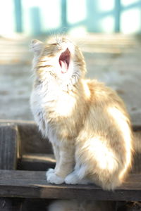 Close-up of cat yawning