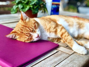 Close-up of cat sleeping on table