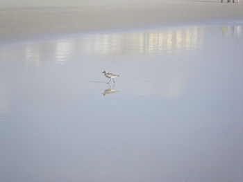 Birds in calm water