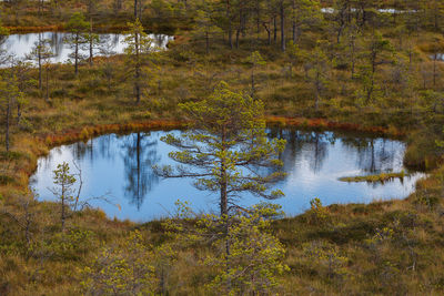 Scenic view of lake in forest