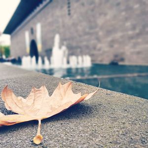 Close-up of autumn leaves in water