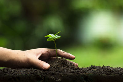 Close-up of hand holding new plant