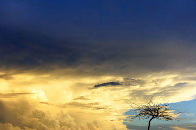 Low angle view of silhouette trees against sky during sunset