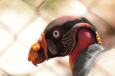 Close-up of bird