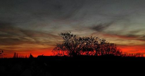 Silhouette of trees at sunset