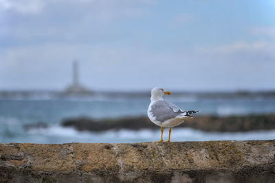 Seagull perching on a wall
