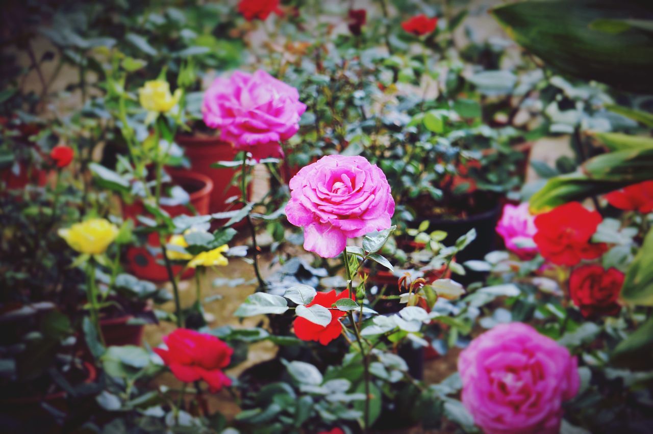 flower, petal, freshness, fragility, flower head, beauty in nature, growth, blooming, pink color, nature, plant, focus on foreground, high angle view, in bloom, close-up, rose - flower, selective focus, outdoors, leaf, day