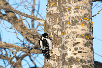 Low angle view of bird perching on tree against sky