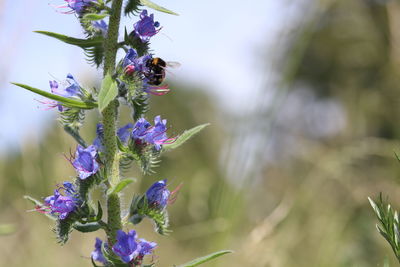 Close-up of bee pollinating on flower