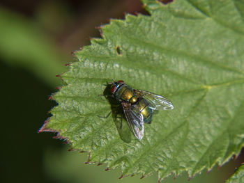 High angle view of insect on leaf