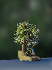 Close-up of flowering plant against tree