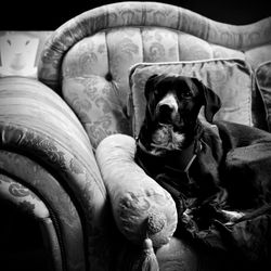 Close-up of dog resting on bed at home