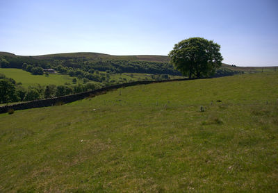 Scenic view of field against clear sky