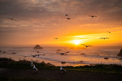 Seagulls at sunset over face rock beach in bandon, oregon.