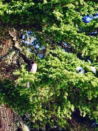 High angle view of trees and plants