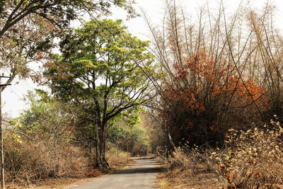 Narrow empty road along trees