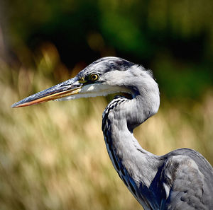 Close-up of gray heron