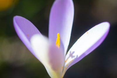 Close-up of purple crocus flower