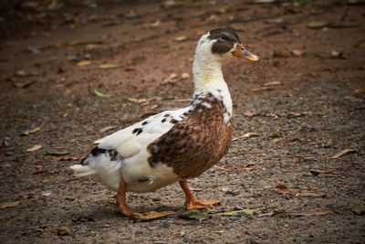 Close-up of duck on field