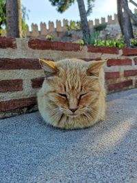 Close-up portrait of a cat