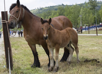 Horses in the field