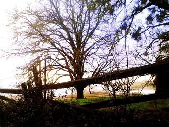 Bare trees on field